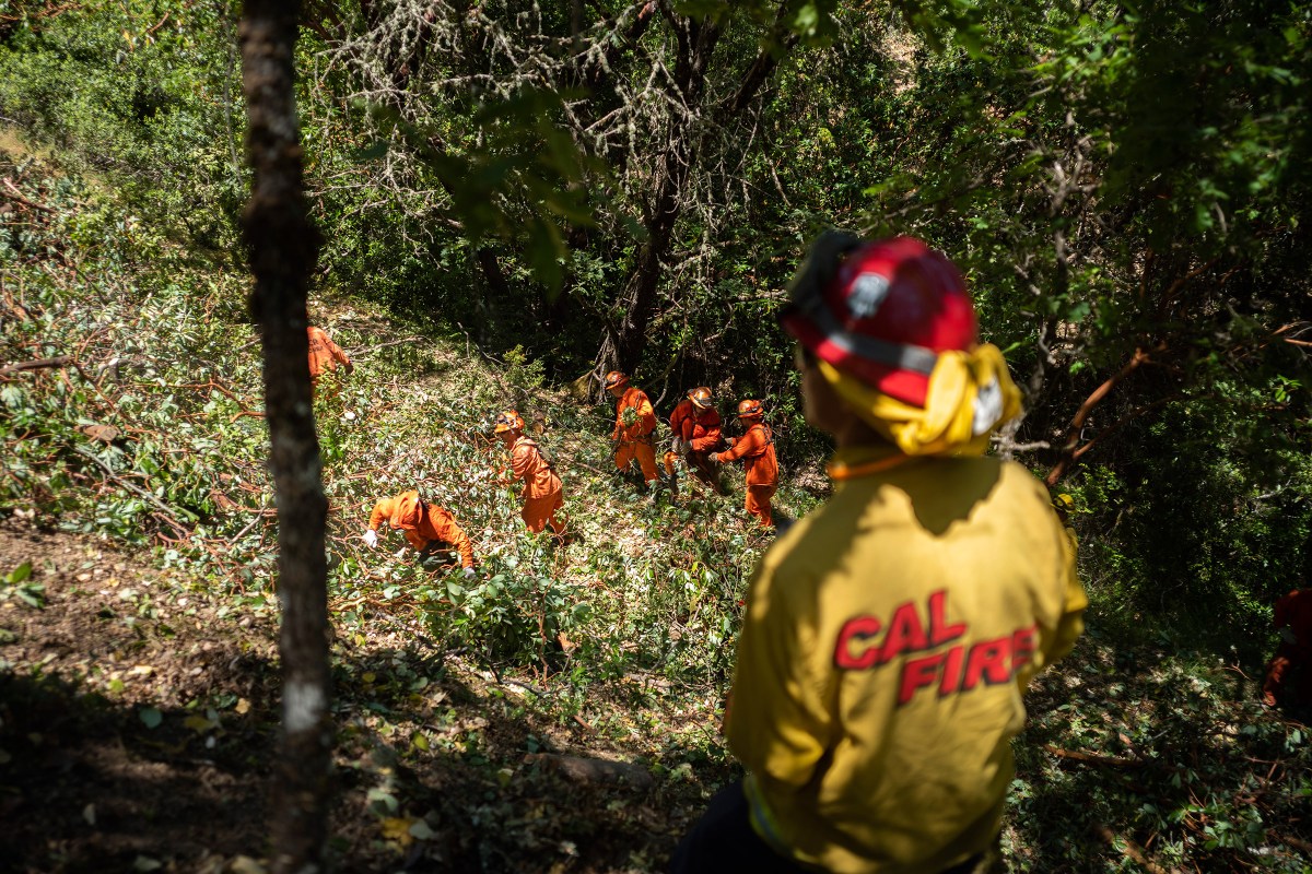 Forest management california clearing fire improve prevent broke wildfires going without can capradio tahoe burn hazard prescribed crews within trees